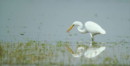 Close-up of white water