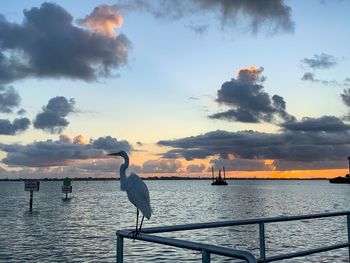 Seagull perching on a sea