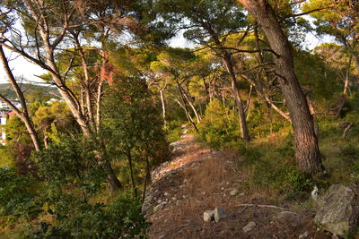 Trees in forest