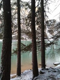 Trees in forest during winter