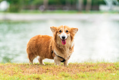Corgi dogs stand by the lake in the park.