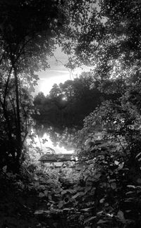 Low angle view of silhouette trees in forest against sky