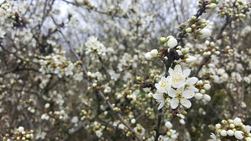 Low angle view of cherry blossom