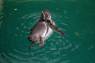 High angle view of duck swimming in lake