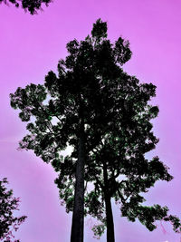 Low angle view of silhouette tree against sky