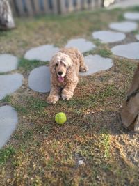 Dog playing with ball at back yard