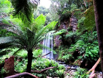 Scenic view of waterfall in forest
