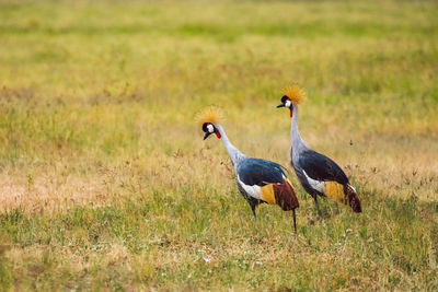 Birds on field