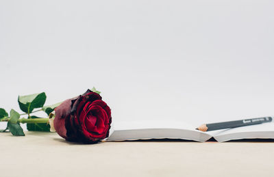 Close-up of red roses against white background