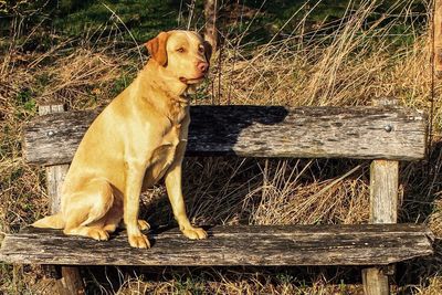 Dog sitting on wood