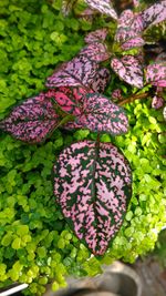 Close-up of purple flowers