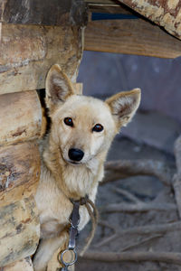 Mongrel dog poking his head out the door of his wooden doghouse