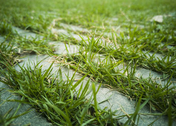 High angle view of grass growing in field