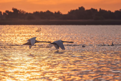 Seagulls on a lake