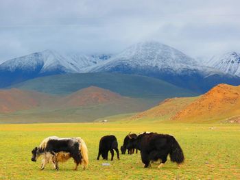 Yaks grazing on field against mountains