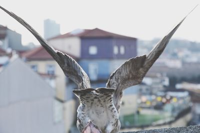Close-up of bird flying against sky