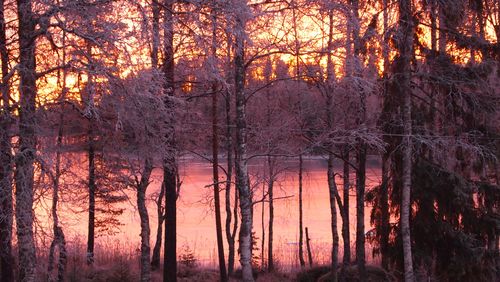 Sun shining through trees in forest