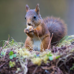 Close-up of squirrel