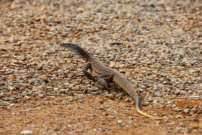 Lizard on a land