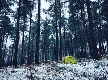 Trees in forest during winter