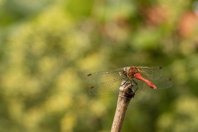 Close-up of dragonfly on plant