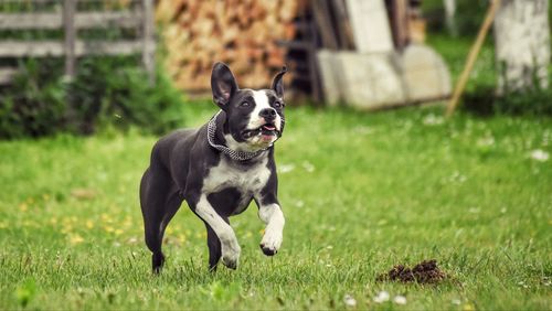 Dog running on grassy field