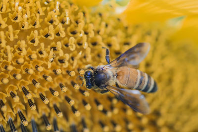 Close-up of insect pollinating on yellow flower