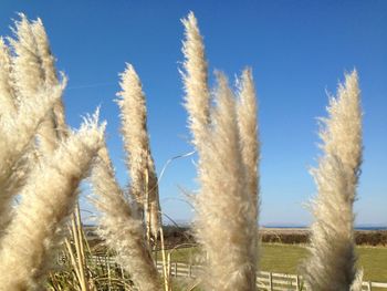 Low angle view of plants against blue sky