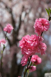 Close-up of pink cherry blossoms in spring