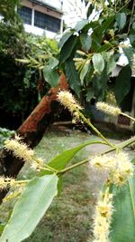 Close-up of insect on plant