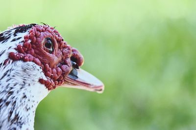 Close-up side view of a bird eating