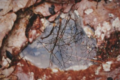 Reflection of trees in water