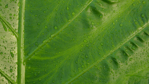 Full frame shot of wet leaves