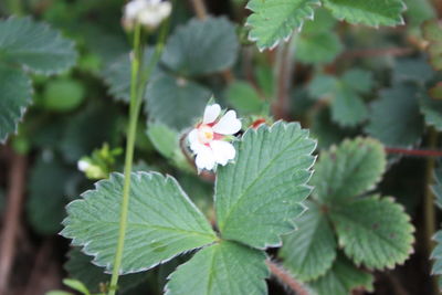 Close-up of flowering plant leaves