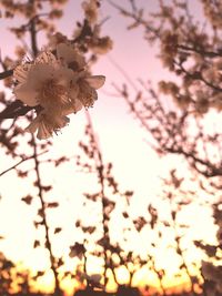 Close-up of flowers on branch