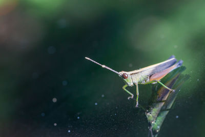 Close-up of insect