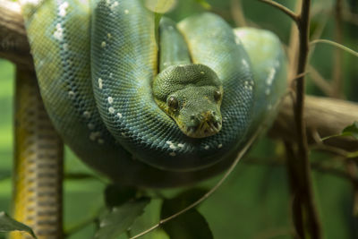 Close-up of snake