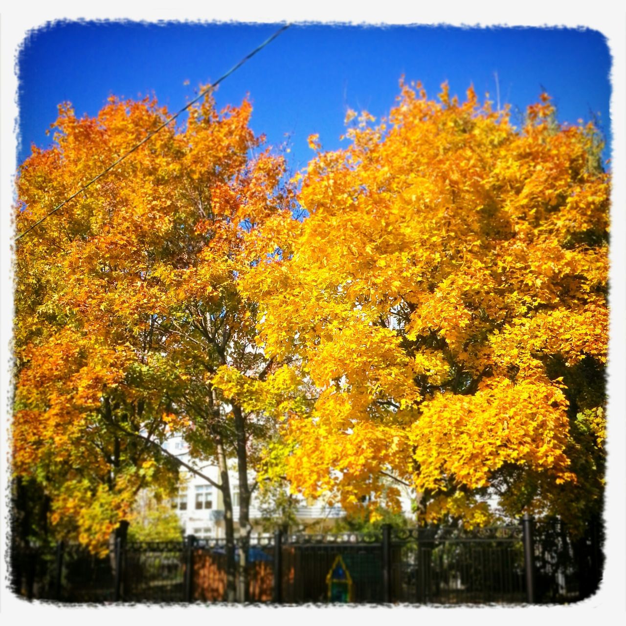 transfer print, autumn, tree, change, season, auto post production filter, yellow, growth, beauty in nature, orange color, nature, clear sky, tranquility, branch, day, leaf, tranquil scene, outdoors, scenics, vibrant color