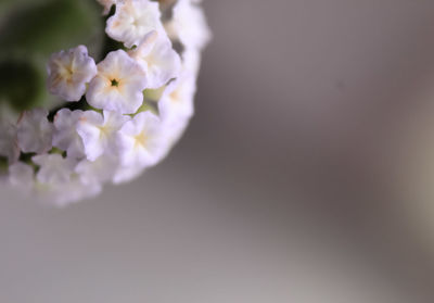 Close-up of purple white flowers