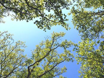 Low angle view of trees