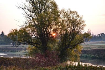 Trees on field against sky during sunset