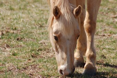 Horse grazing in a field