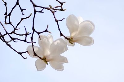 Low angle view of white flowering plant against clear sky