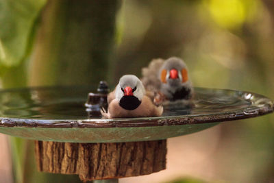 Close-up of birds perching on wood