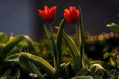 Close-up of red flowering plants