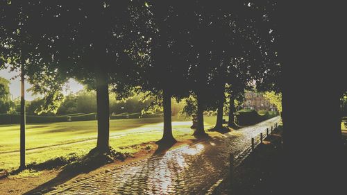 Trees at night