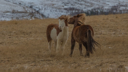 Horses standing on field on a windy day