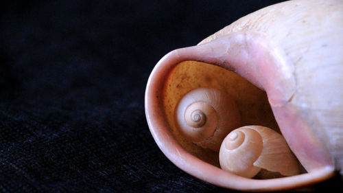 Close-up of seashell on black background