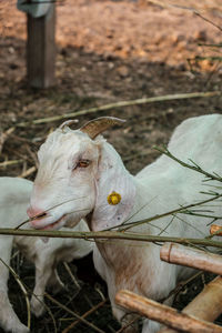 Close-up of goat on field