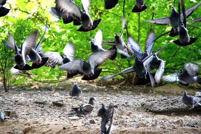 Close-up of birds